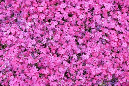 一面ピンクの花壇のシバザクラ 一面ピンクの花壇のシバザクラの写真