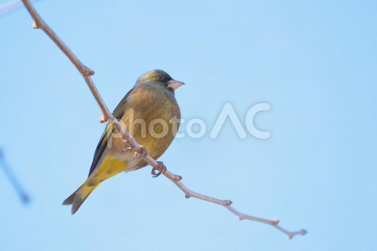 枝にとまったカワラヒワ カワラヒワ,小鳥,野鳥の写真素材