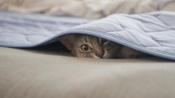 布団のシーツに隠れる猫 布団のシーツに隠れる猫の写真