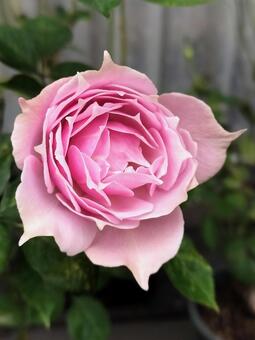 ベランダのバラ・エリクシル 薔薇,バラ,エリクシルの写真素材