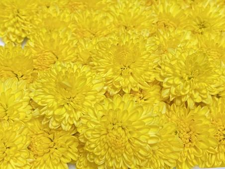 食用菊 食用菊の写真