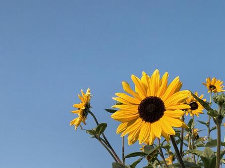 ヒマワリ ひまわり,サンフラワー,空の写真素材