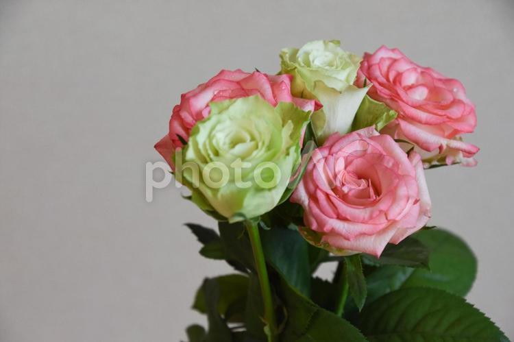 緑とピンクのばら ばら,ピンク,薔薇の写真素材