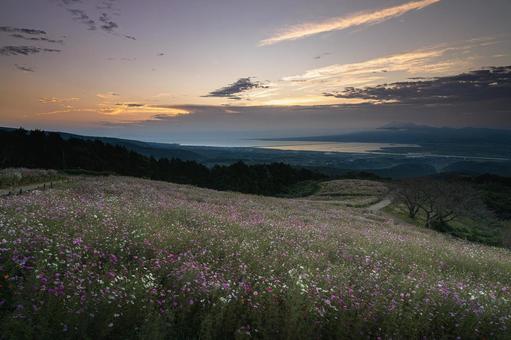 長崎-【白木峰高原のコスモス】 長崎-【白木峰高原のコスモス】 長崎,諫早,白木峰高原の写真素材
