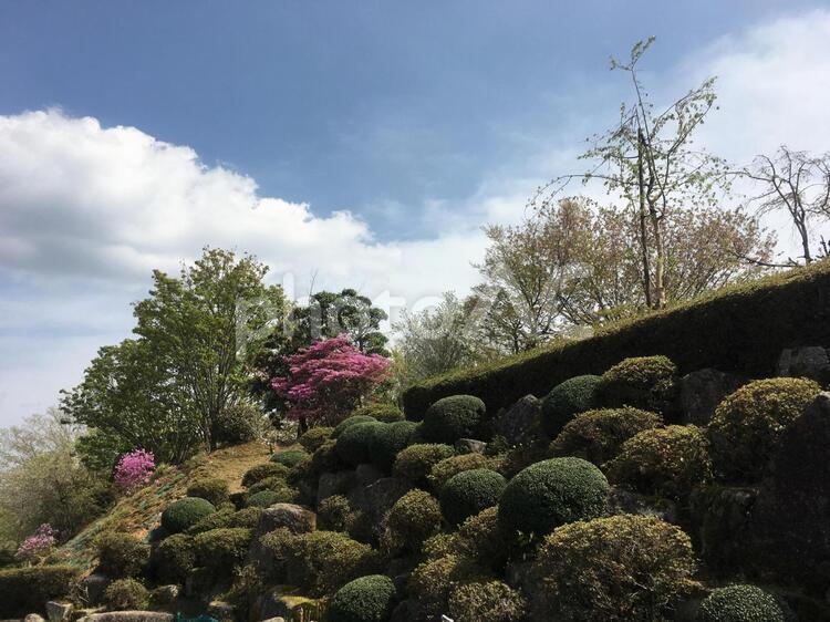 木々と空と雲 風景,木,自然の写真素材