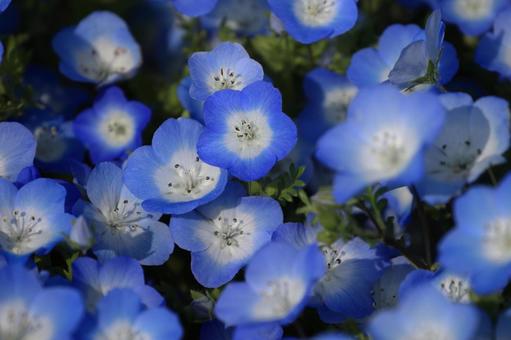 Nemophila, JPG