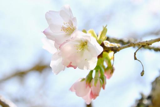 淡いピンクの桜　衣通姫 桜,衣通姫,ソトオリヒメの写真素材