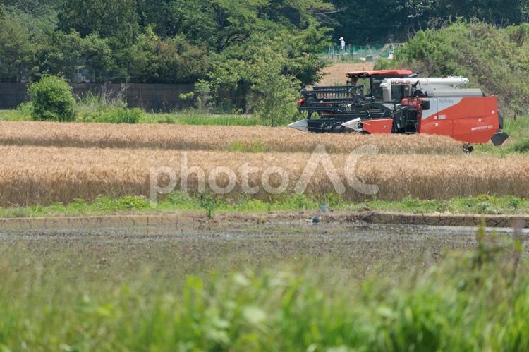 大型トラクターで刈り取る麦畑 農業,農作業,収穫の写真素材