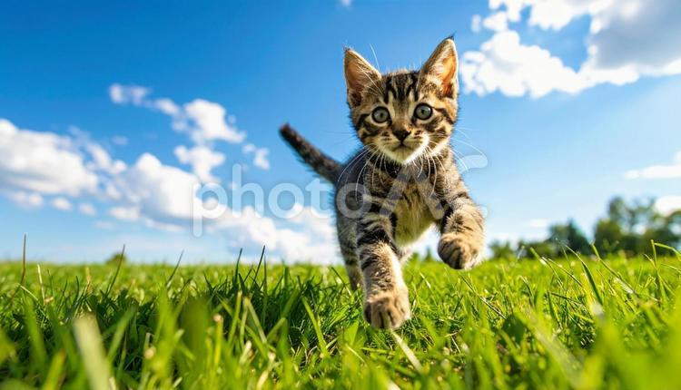 青空の下草原を駆け回る子猫 子猫,アメリカショートヘア,青空の写真素材