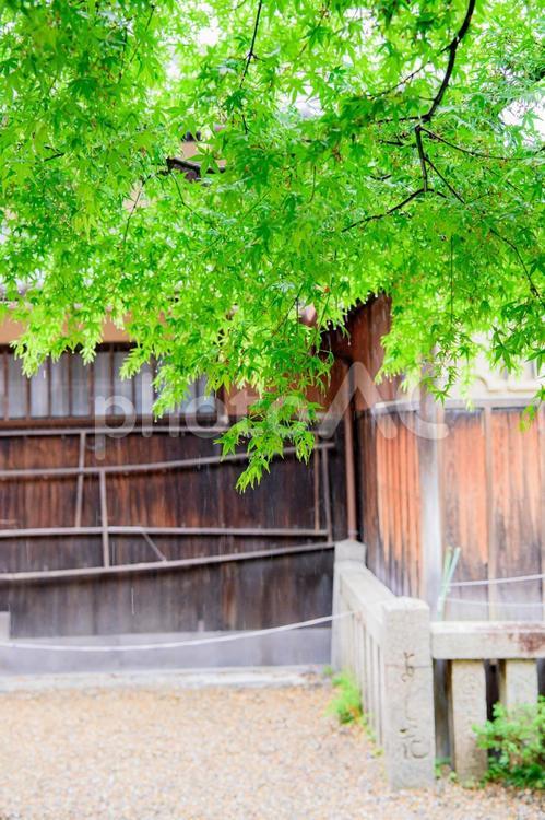 雨　青もみじ 梅雨,青もみじ,もみじの写真素材