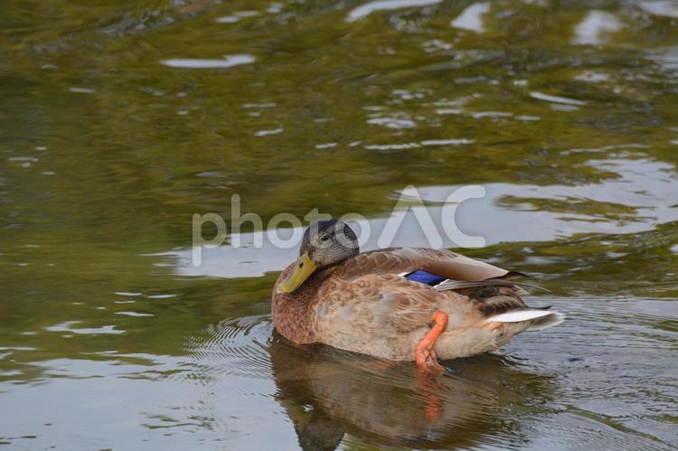 泳ぐ鴨さん♪ 鴨,鳥,どうぶつの写真素材