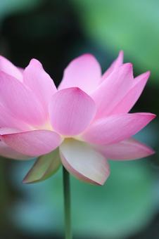 Photo, lotus flower, a lotus, bald, 