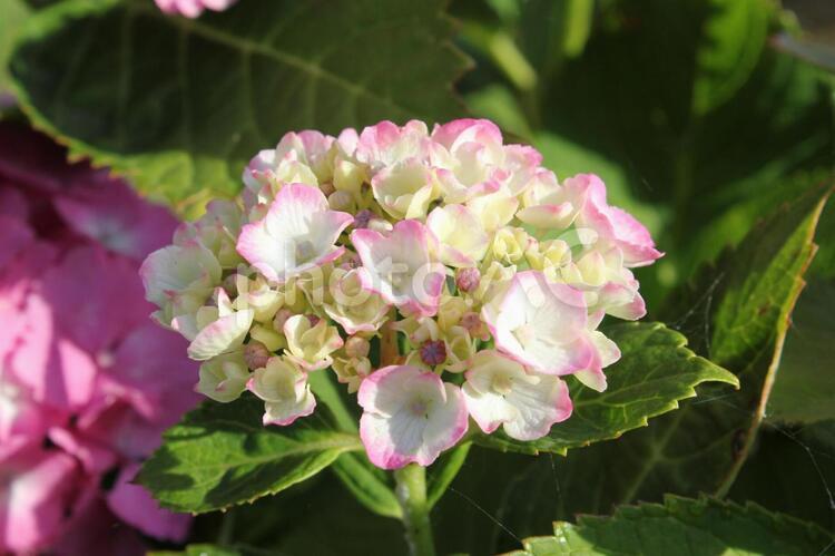 アジサイの花　11 アジサイ,アジサイ科,アブラムシの写真素材