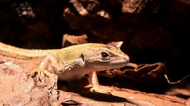 二ホンカナヘビ 二ホンカナヘビ,日本固有種,長い体長の写真素材