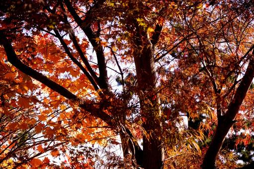 紅葉に覆われた木の枝 紅葉,もみじ,楓の写真素材