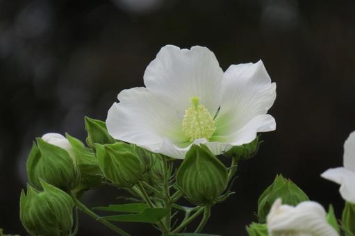 芙蓉 白 芙蓉 白の写真