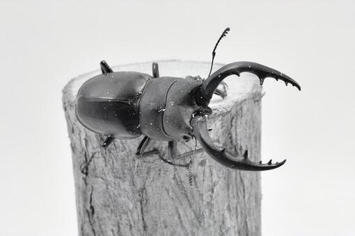 ノコギリクワガタ ノコギリクワガタの写真