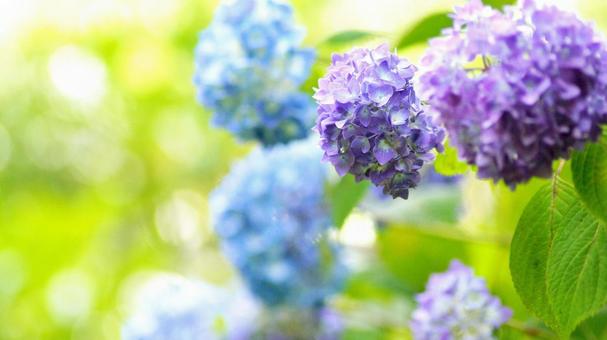 紫陽花の花-269 紫陽花の花-269の写真