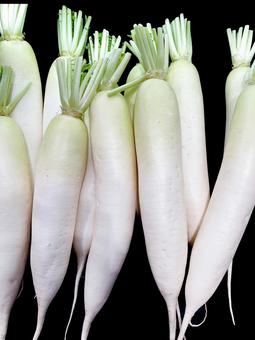 野菜・ダイコン ダイコン,大根,根の写真素材