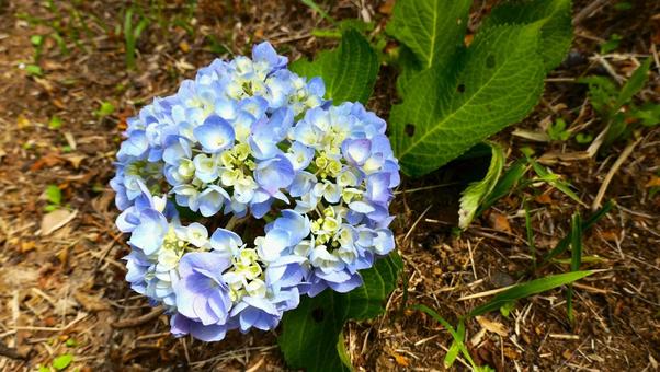 紫陽花の花 紫陽花の花の写真