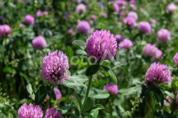 アカツメグサ（クローバー）の花 アカツメグサ,雑草,植物の写真素材