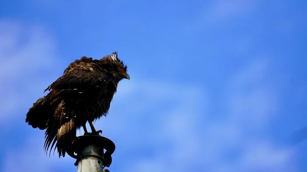 沖縄県西表島のカンムリワシの写真