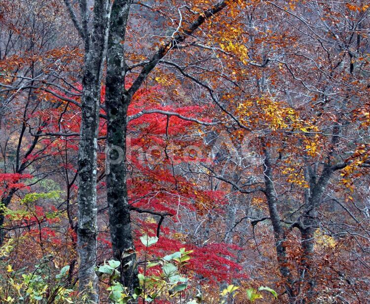 信州の秋33 紅葉,もみじ,モミジの写真素材