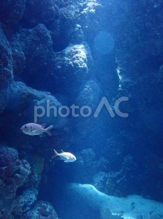海の中の魚 海,魚,ダイビングの写真素材