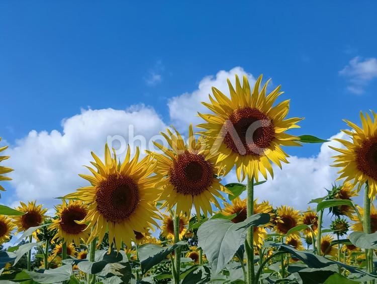 北竜町「ひまわりの里」のひまわり ひまわり,イエロー,自然の写真素材