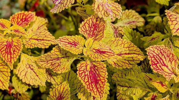 庭に生えていた植物の葉 庭,生える,植物の写真素材