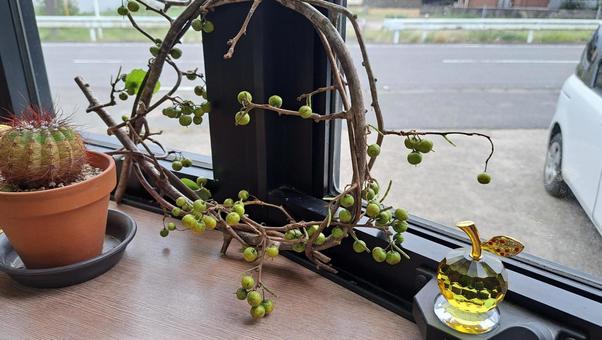 ツルウメモドキ ツルウメモドキ ツルウメモドキ,飾り,秋にはの写真素材