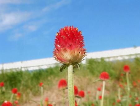【花の写真】センニチコウ(千日紅) 【花の写真】センニチコウ(千日紅)の写真
