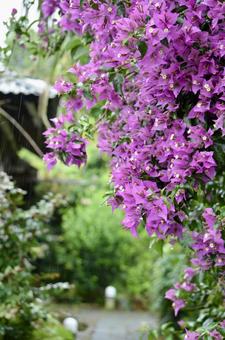 Photo, bougainvillea, okinawa, flower, 