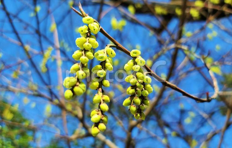 梅のつぼみと木々 梅,春,木の写真素材