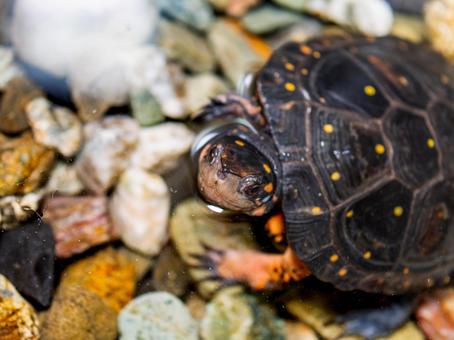 水中のキボシイシガメ 水中のキボシイシガメ キボシイシガメ,カメ,亀の写真素材