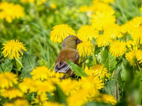 地面を歩くカワラヒワ 地面を歩くカワラヒワの写真