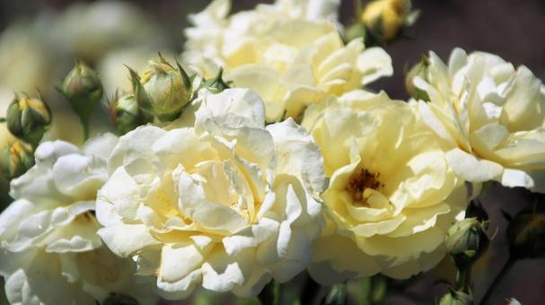 初秋の河口湖畔の白い薔薇の花 初秋の河口湖畔の白い薔薇の花の写真