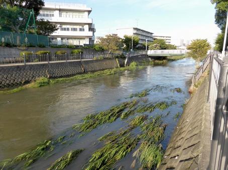 大雨で増水した横浜市栄区いたち川 川,河川,水の写真素材
