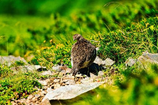 北アルプスの鹿島槍ヶ岳の雷鳥 北アルプスの鹿島槍ヶ岳の雷鳥の写真