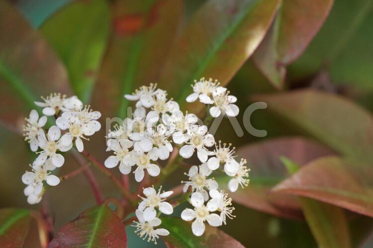 アカメガシの花 アカメガシ,花,白の写真素材