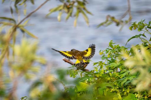 カワラヒワ(70) カワラヒワ(70)の写真
