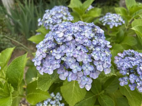 紫陽花 紫陽花の写真