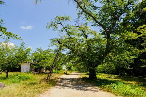 真夏の公園⑸ 真夏の公園⑸ 公園,夏,日差しの写真素材