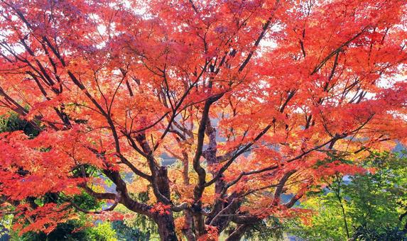 鮮やかなもみじの赤い紅葉 紅葉,もみじ,秋の写真素材