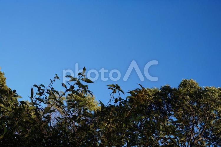 青空　木　背景　ブログ用 空,背景,ブログの写真素材