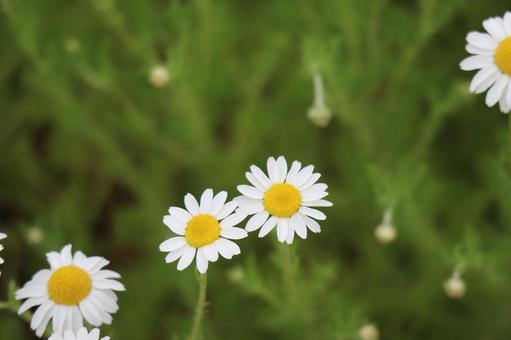 白い花びらのカモミールの花 白い花びらのカモミールの花の写真