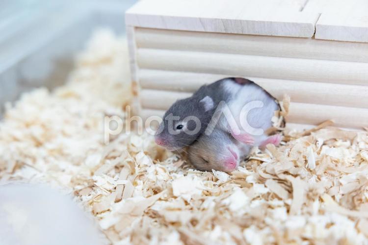 ゴールデンハムスターの赤ちゃん ゴールデンハムスター,動物,ペットの写真素材