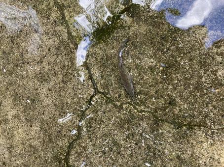 魚取り 魚,掴み取り,夏の写真素材