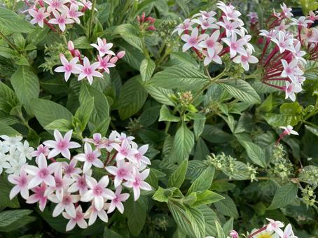 ペンタスの花（ピンク） ペンタス,花,ピンクの写真素材