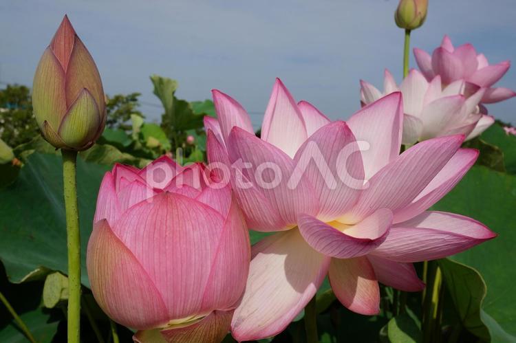 蓮 蓮,ハス,初夏の写真素材